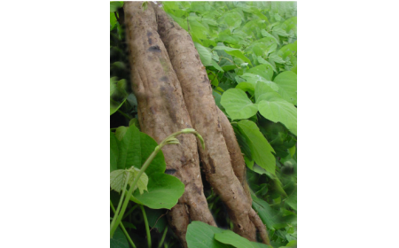 吃了這么多年的野生葛根粉，你吃對了嗎？