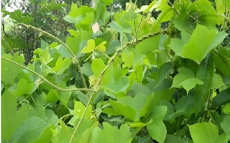 七夕寵妻狂魔就選它！二月風雙有機野生葛根粉，健康又有文化味 