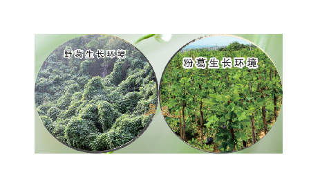 高學(xué)歷養(yǎng)生黨親測：這款雙有機野生葛根粉，憑什么成日常優(yōu)選？?