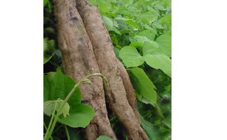 長(zhǎng)期吃葛粉是養(yǎng)生還是傷身？科學(xué)解讀它的三大益處，讓你吃得更明白！