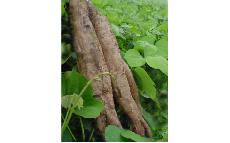 正宗的野生葛根粉，本質是淀粉嗎？探秘千年本草中的自然饋贈