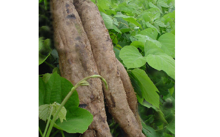 葛粉是什么？解鎖這份藏著千年文化與養(yǎng)生智慧的天然食材