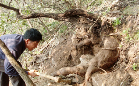 深山藏珍，二月風(fēng)正在大量收購(gòu)寒冬野生葛根