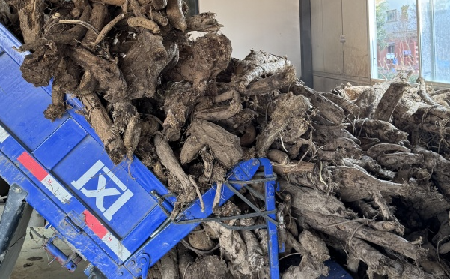 霜降采葛正當(dāng)時！二月風(fēng)大量收購霜降葛根，以匠心護(hù)品質(zhì)、以產(chǎn)業(yè)助增收