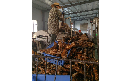 野生葛粉加工正當(dāng)時，二月風(fēng)匠心傳承好味道